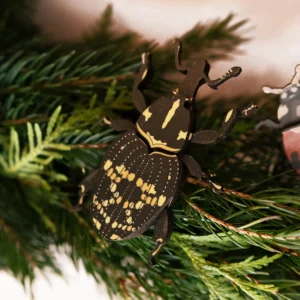 Grote Dennensnuitkever