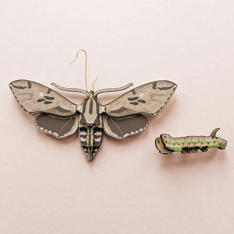 Dennenpijlstaart - Afbeelding 2