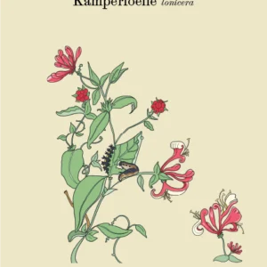 Onkruidkaart Kamperfoelie