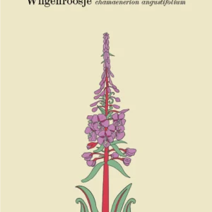 Onkruidkaart Wilgenroosje